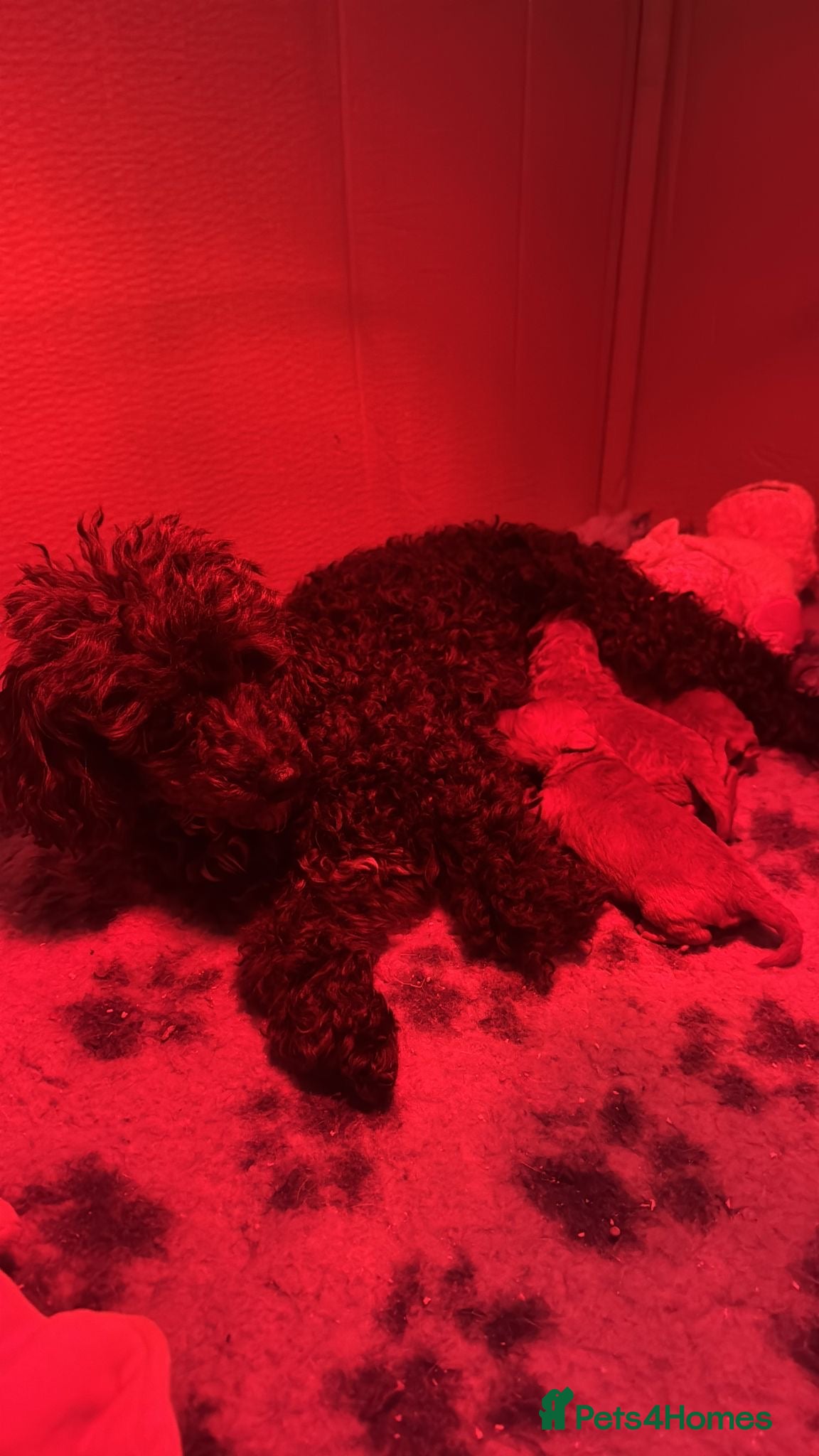 Toy Poodle dogs Toy Poodles - Advert 1