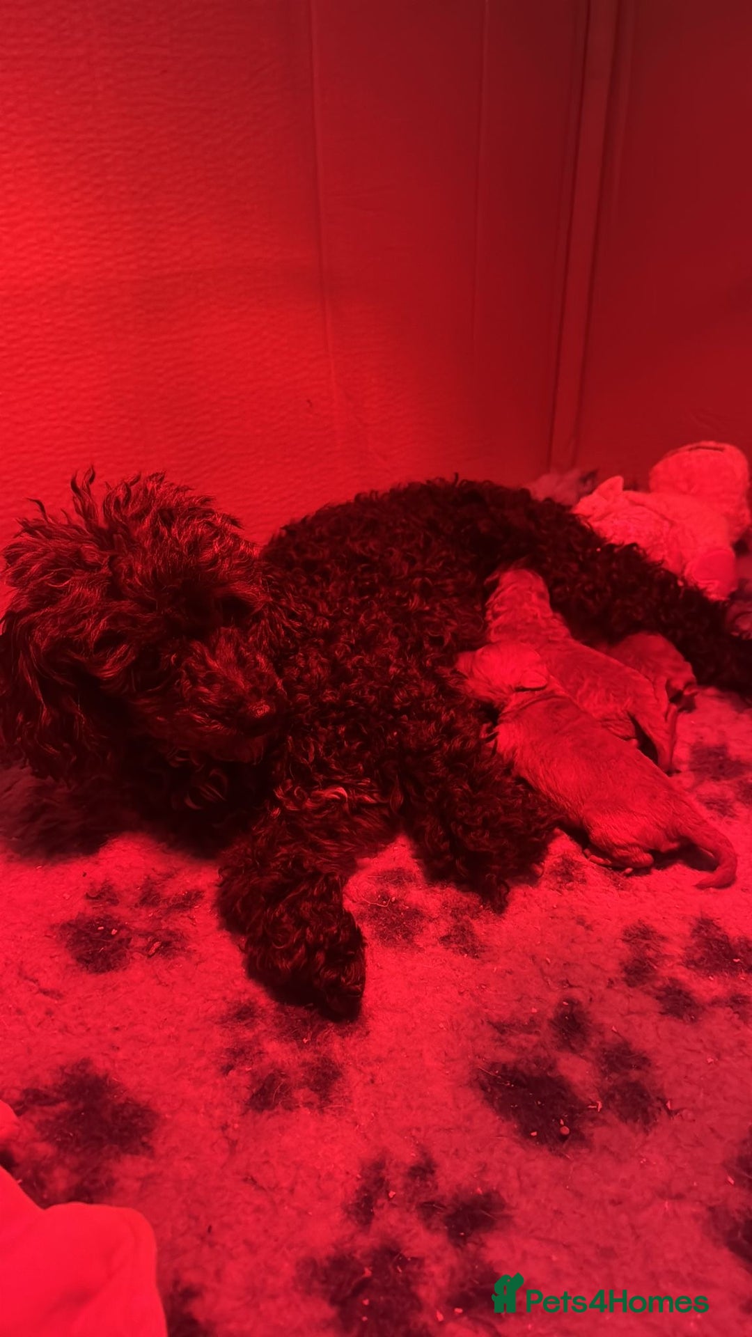 Toy Poodle dogs for sale: Toy Poodles - Advert 1