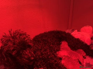 Toy Poodle dogs Toy Poodles - Advert 10