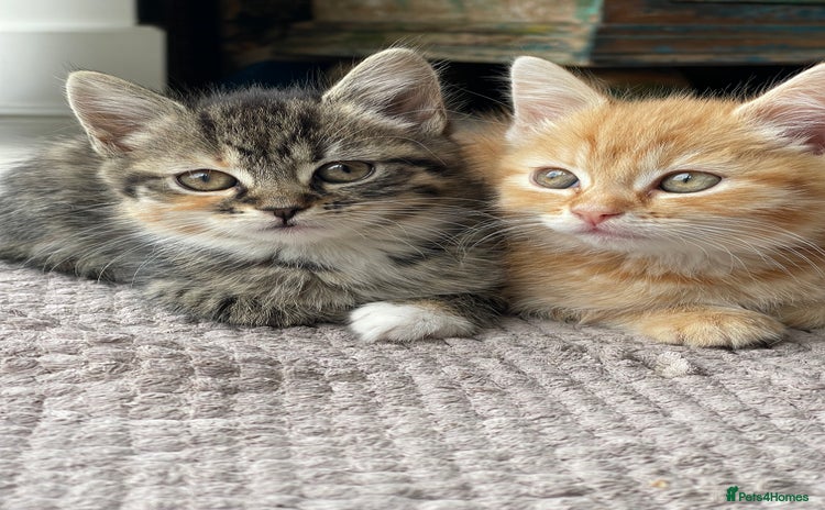 Mixed Breed cats - Advert 15
