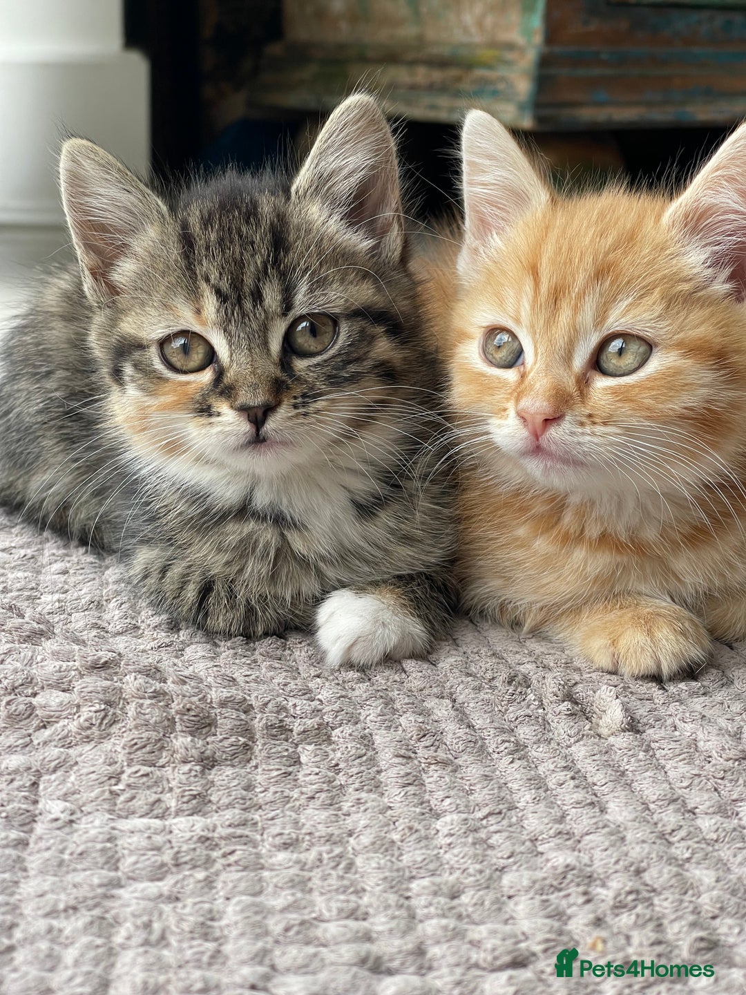 Mixed Breed cats for sale: Adorable Longhair Kittens-ready for a new home - Image 5