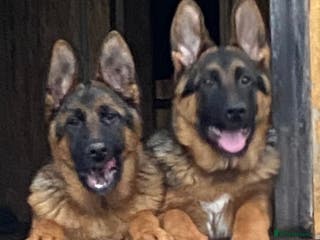 German Shepherd dogs Outstanding Vomkonstanz German Shepherd Litter - Advert 8