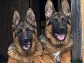 German Shepherd dogs Outstanding Vomkonstanz German Shepherd Litter - Advert 2