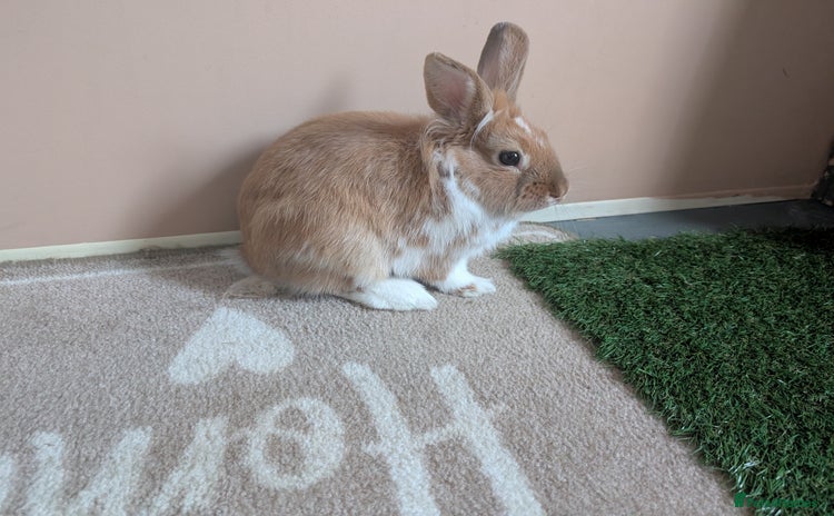 Lionhead rabbits - Advert 1