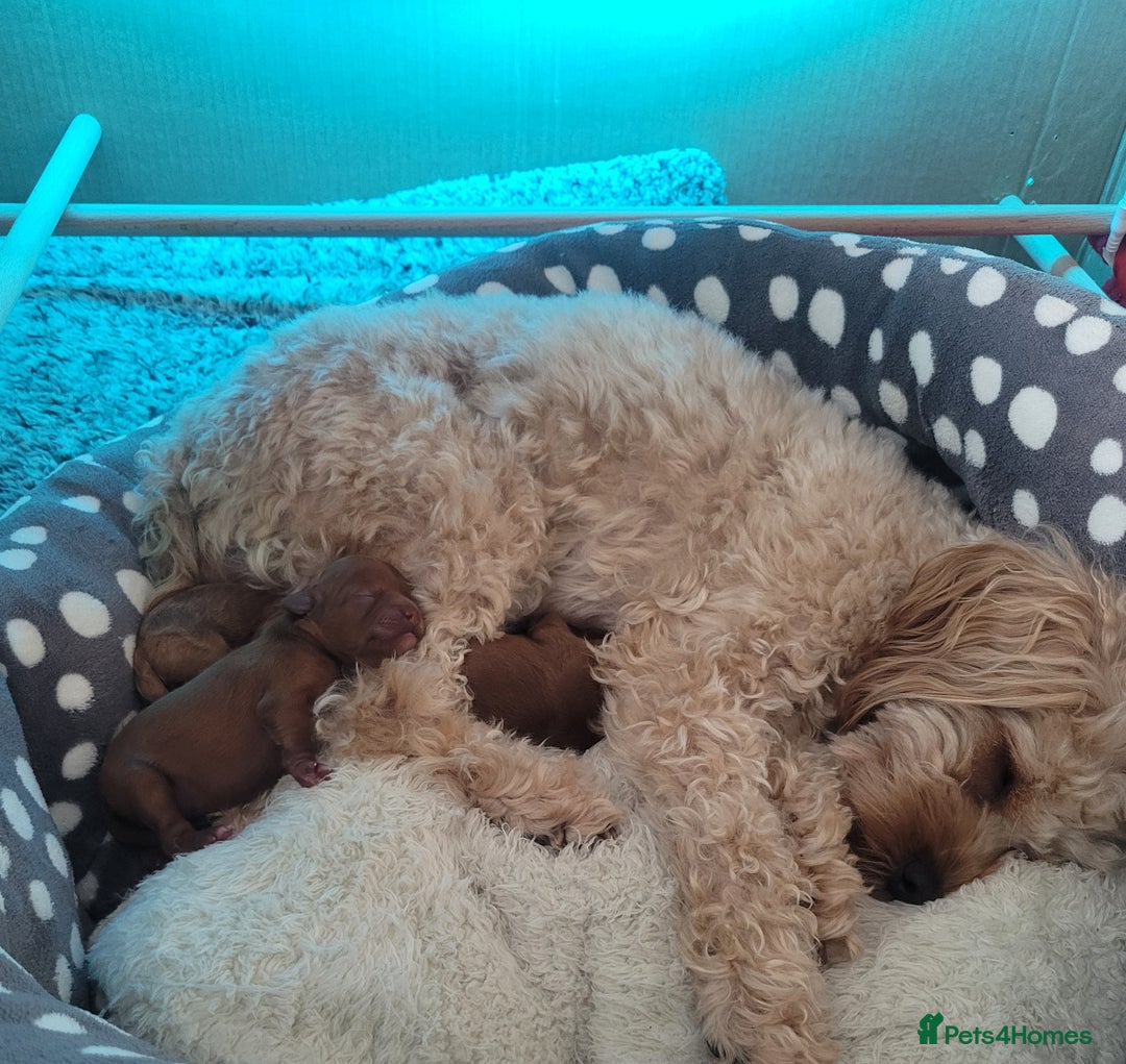 Cavapoo dogs for sale: Adorable mini Cavapoo puppies F1bb - Advert 27
