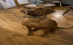 Rhodesian Ridgeback dogs for sale: Stunning Rhodesian RidgeBack Pups.. - Image 18