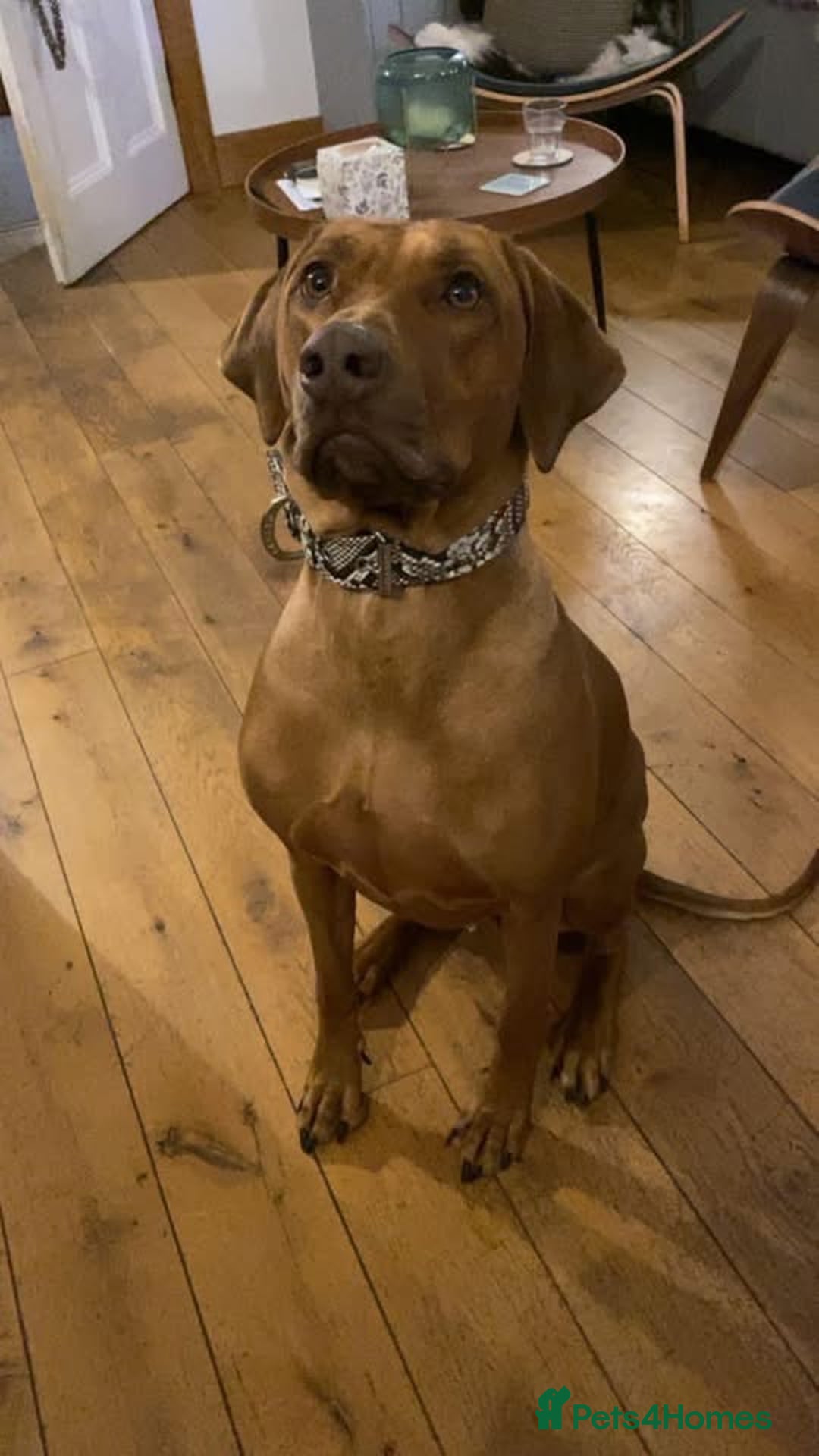 Rhodesian Ridgeback dogs for sale: Stunning Rhodesian RidgeBack Pups.. - Image 18