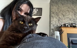 Mixed Breed cats for sale: pls read description!! - Image 4