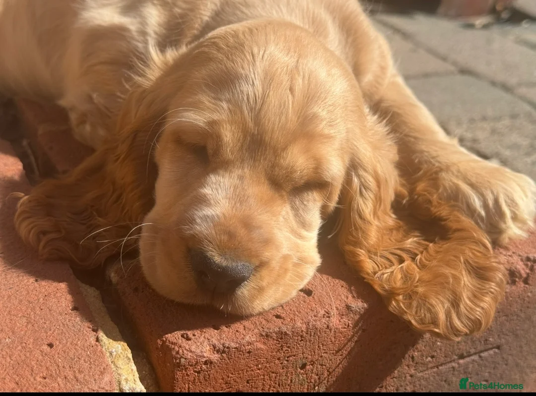 Cocker Spaniel dogs for sale: Cocker Spaniel Female Available  - Advert 1