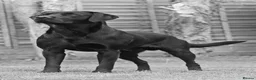Labrador Retriever dogs for sale: KC registered male lab pups. Fully health tested - Advert 5