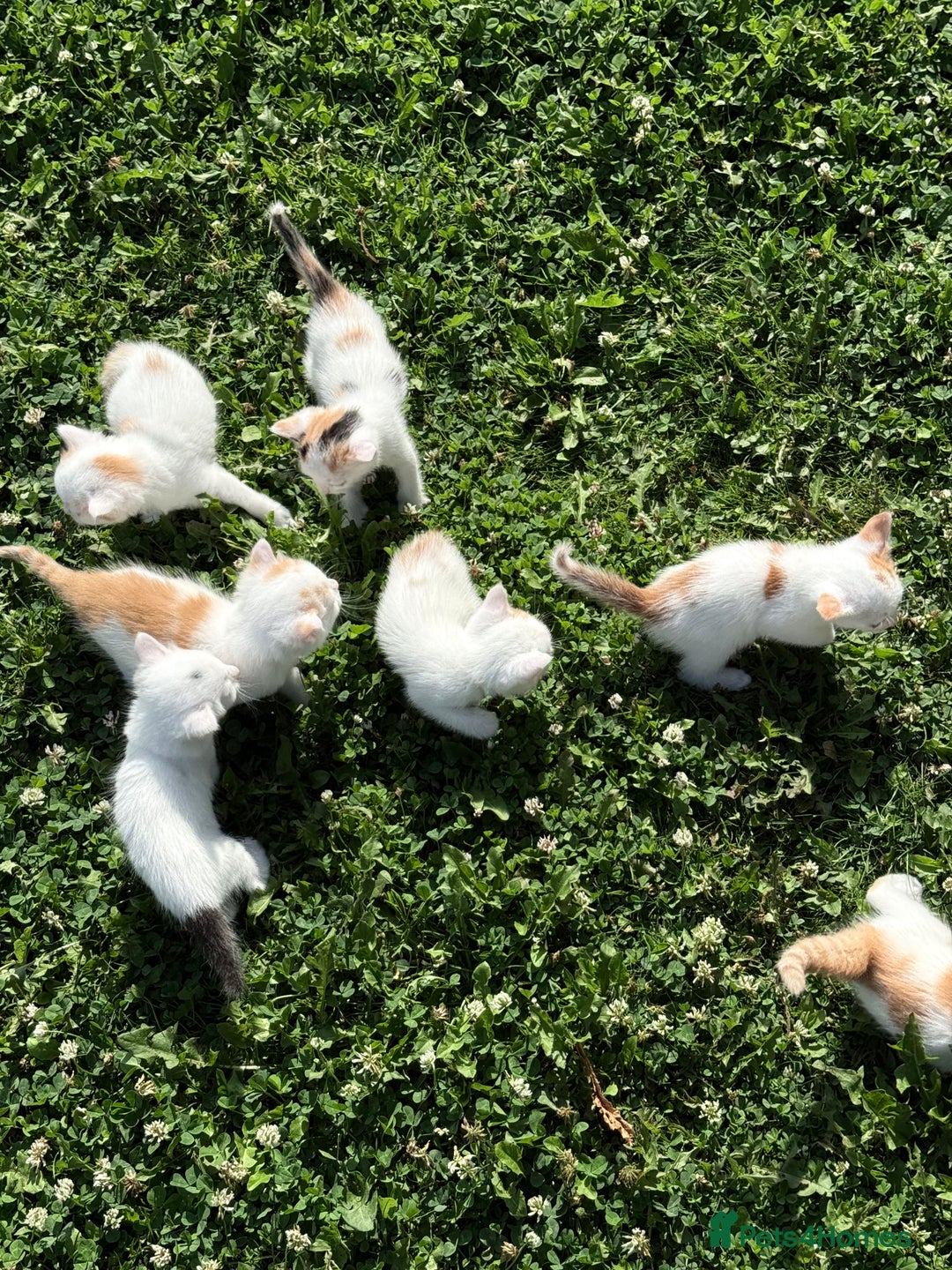 Mixed Breed cats for sale: A kitten - Image 11