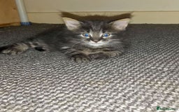 Norwegian Forest Cat cats for sale: 4 11 week old kittens  - Image 6