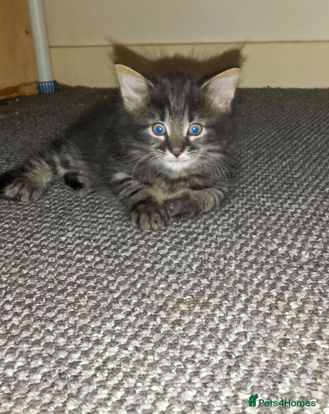 Norwegian Forest Cat cats for sale: 4 11 week old kittens  - Image 6