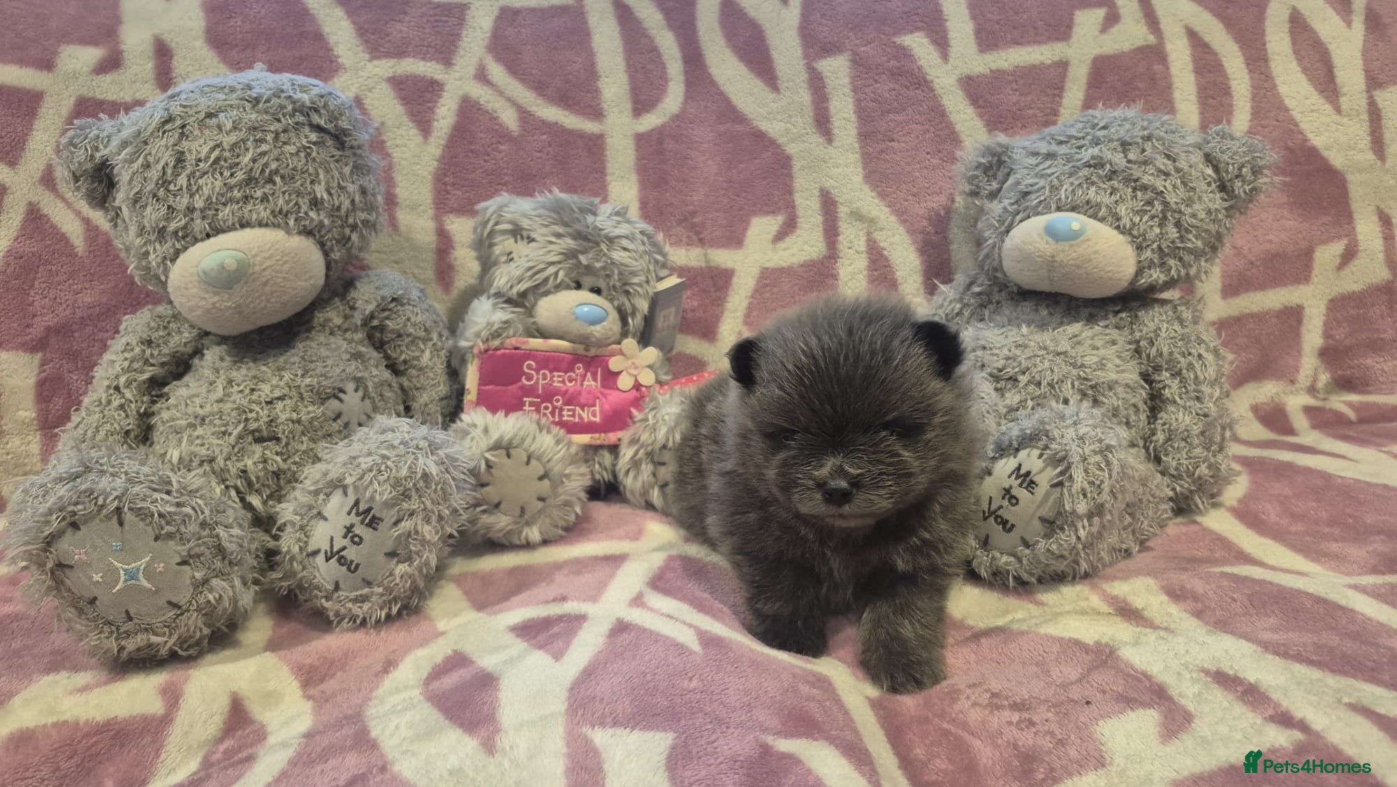 Pomeranian dogs for sale: Mini pomeranian puppies excel Russian bloodlines - Advert 1