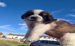 Saint Bernard dogs for sale: Saint bernard puppies READY END OF NEXT WEEK - Image 24