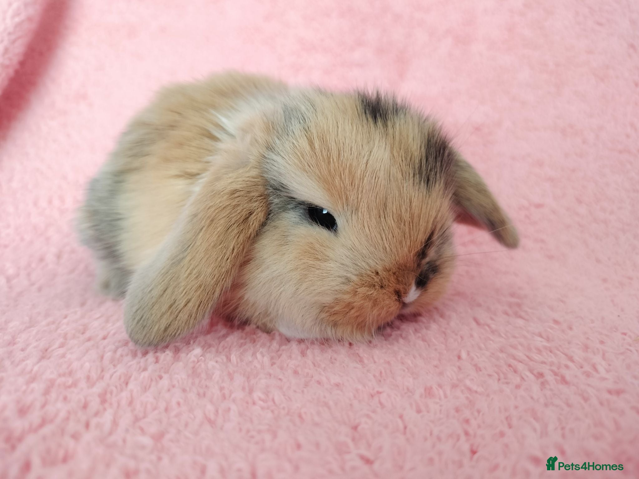 Mini Lop rabbits Baby mini Lops  for sale  - Advert 3