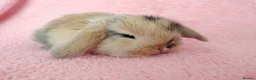 Mini Lop rabbits for sale: Baby mini Lops  for sale  - Advert 2