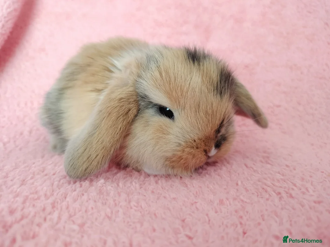 Mini Lop rabbits for sale: Baby mini Lops  for sale  - Advert 2