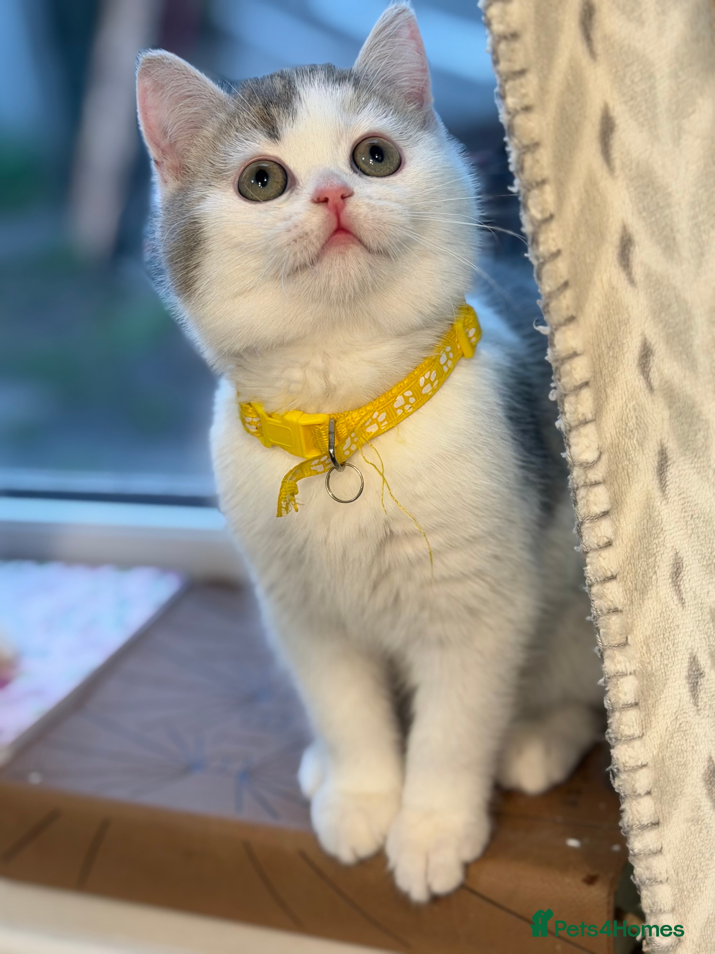 British Shorthair cats British shorthair Golden kittens TICA - Advert 1