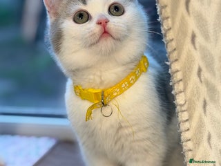 British Shorthair cats British shorthair Golden kittens TICA - Advert 9