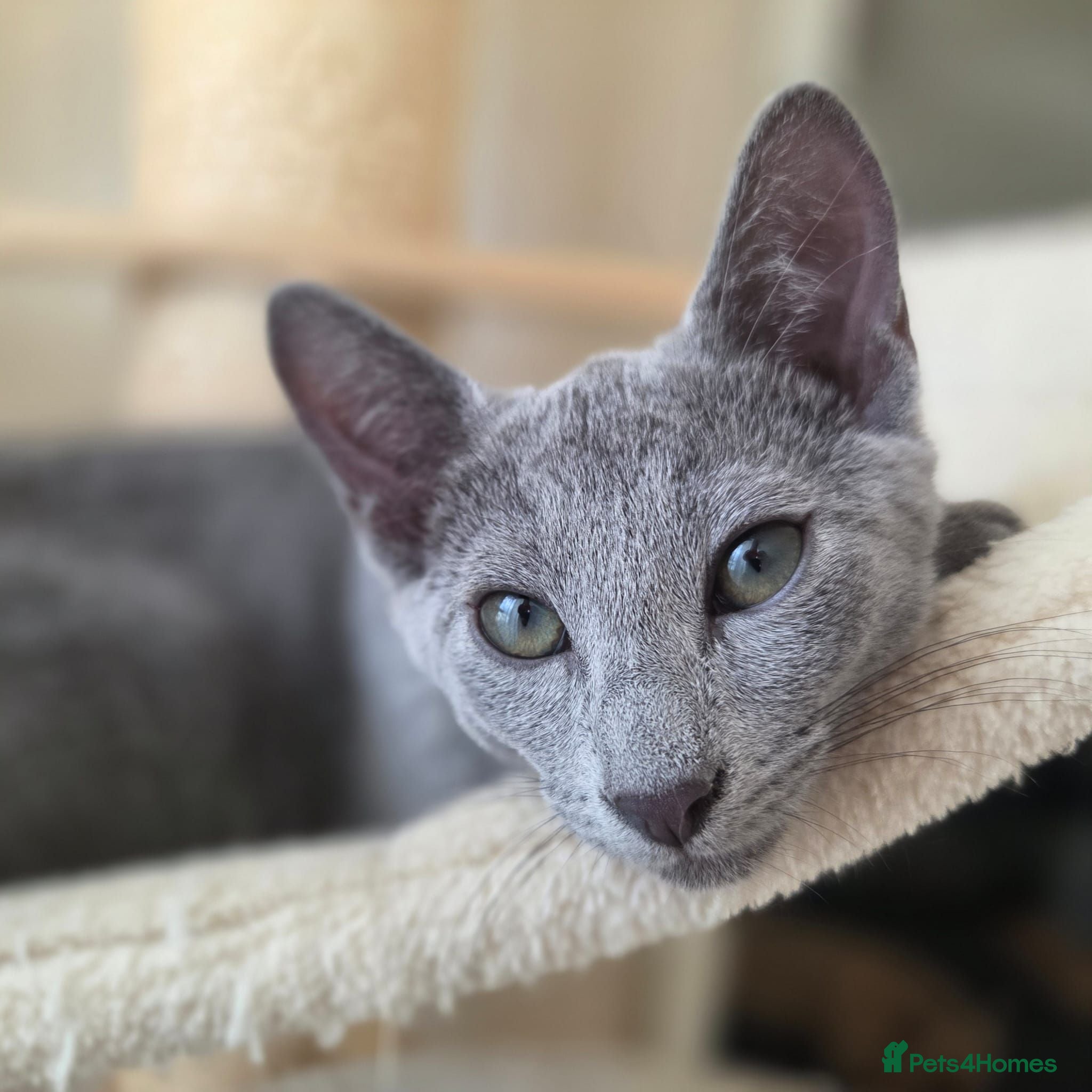 Russian Blue cats Russian blue - Tica registered  - Advert 2