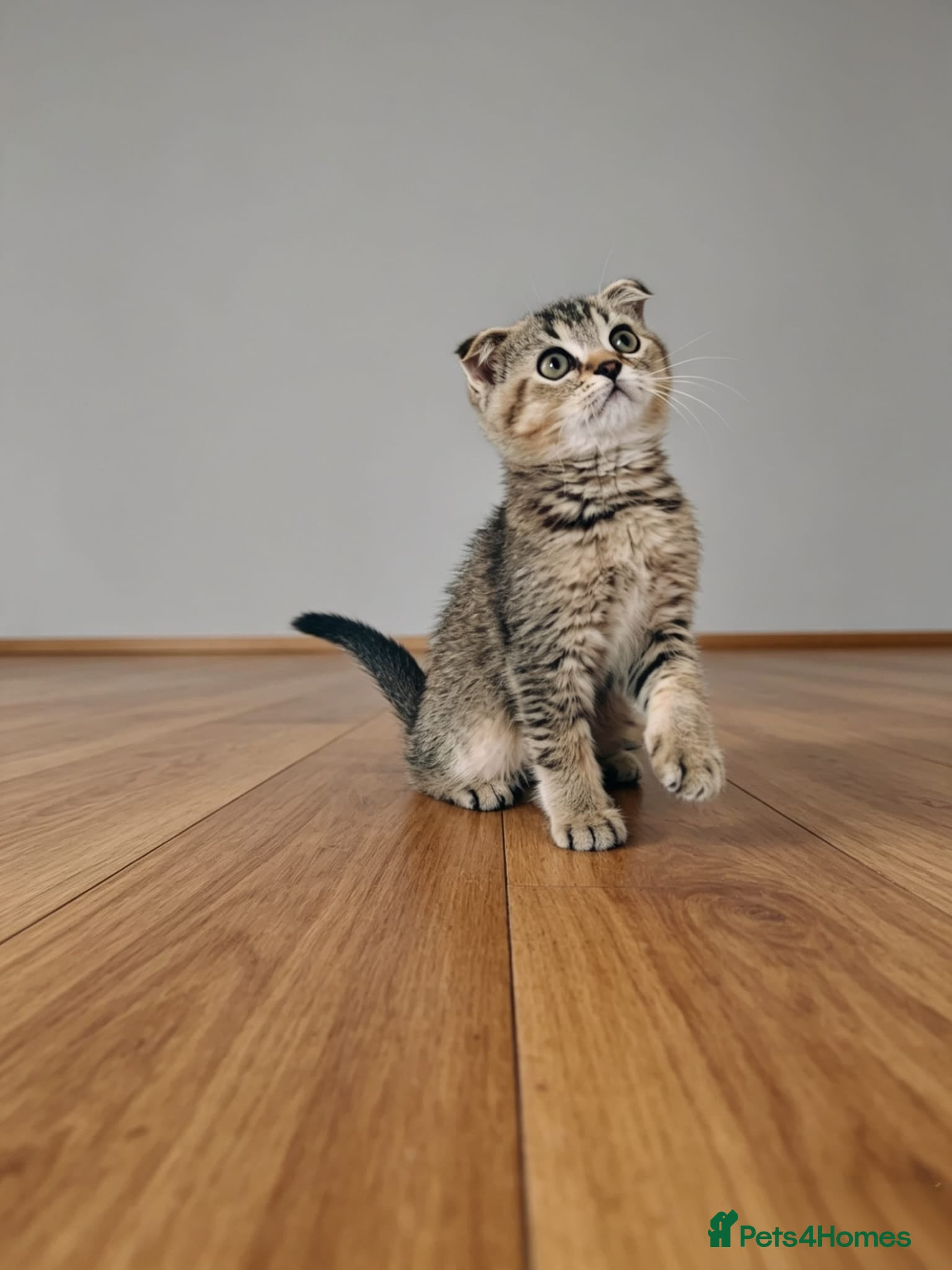 Mixed Breed cats British Shorthair/ Scottish Fold cross kittens - Advert 5