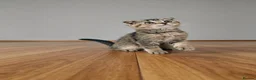 Mixed Breed cats for sale: British Shorthair/ Scottish Fold cross kittens in Doncaster - Advert 1
