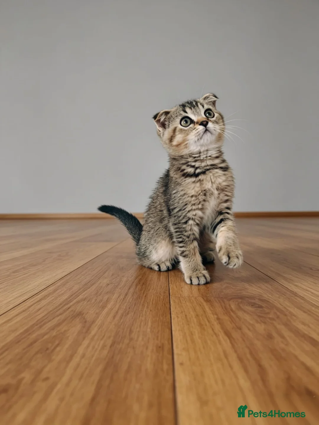 Mixed Breed cats for sale: British Shorthair/ Scottish Fold cross kittens in Doncaster - Advert 1