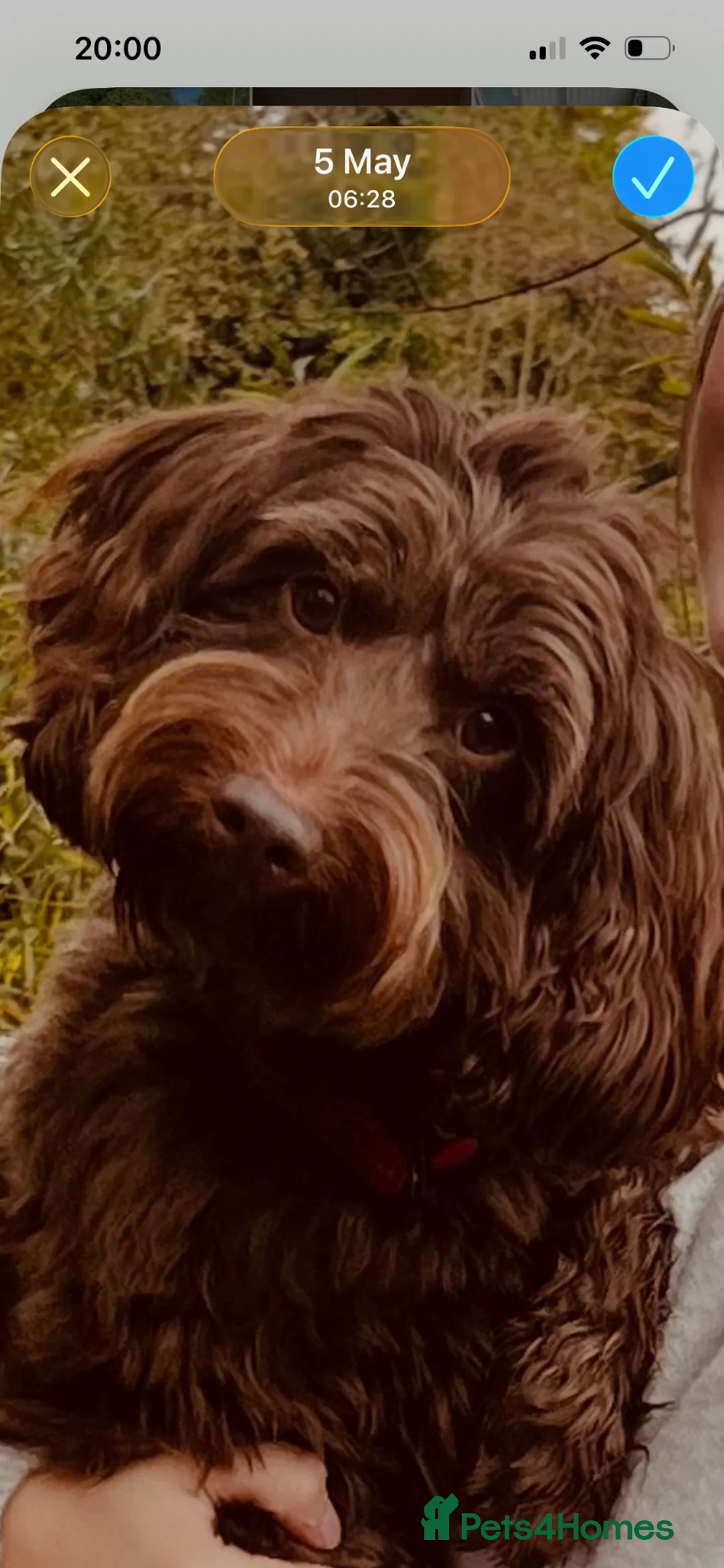 Cockapoo dogs for sale: 5 beautiful home raised Cockapoos - Advert 18