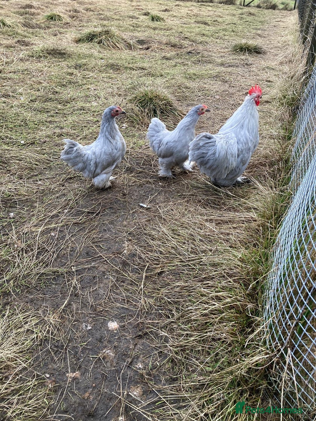Chickens poultry for sale: Lavender pekins trio - Advert 2