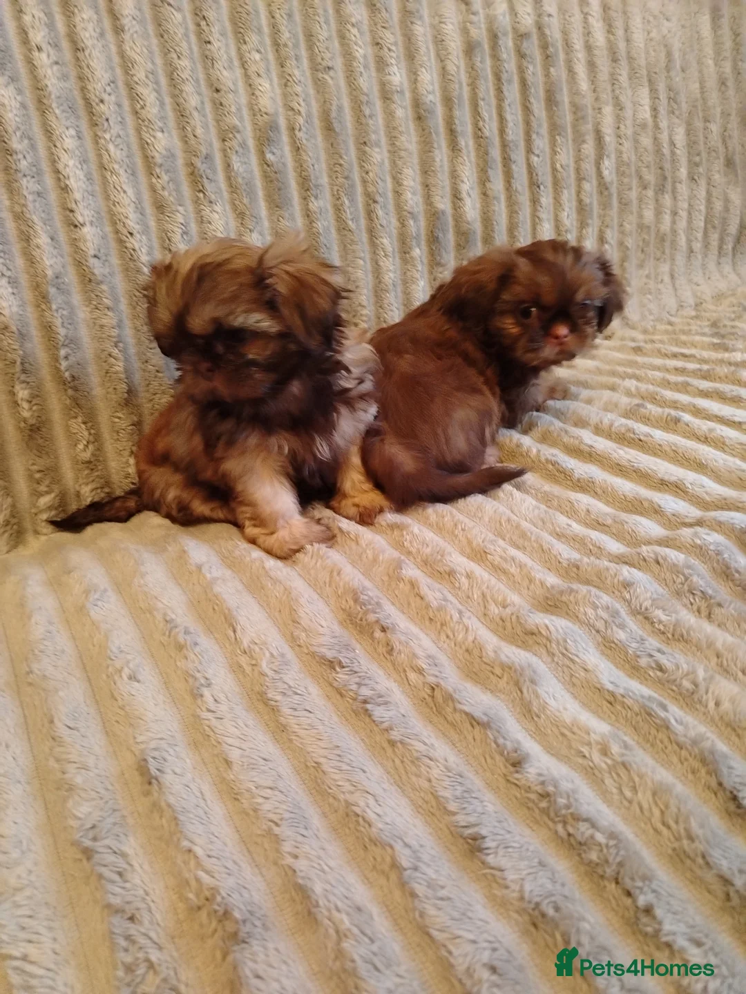 Shih Tzu dogs for sale: Beautiful imperial shih tzu babies  - Advert 13