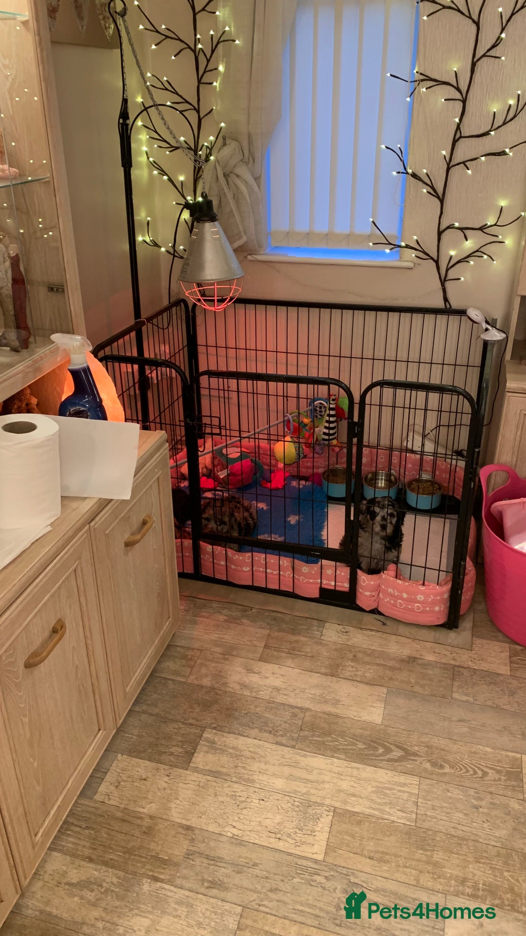 Labradoodle dogs for sale: F1b Labradoodles, Miniature Health tested parents - Advert 31