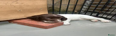 English Springer Spaniel 4