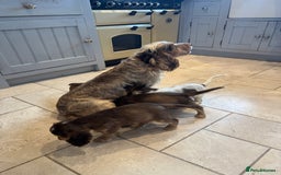Cocker Spaniel dogs for sale: Gorgeous KC Show cocker spaniels  - Image 4