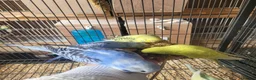 Budgerigars birds for sale: Semi to tame baby Budgies  - Advert 13