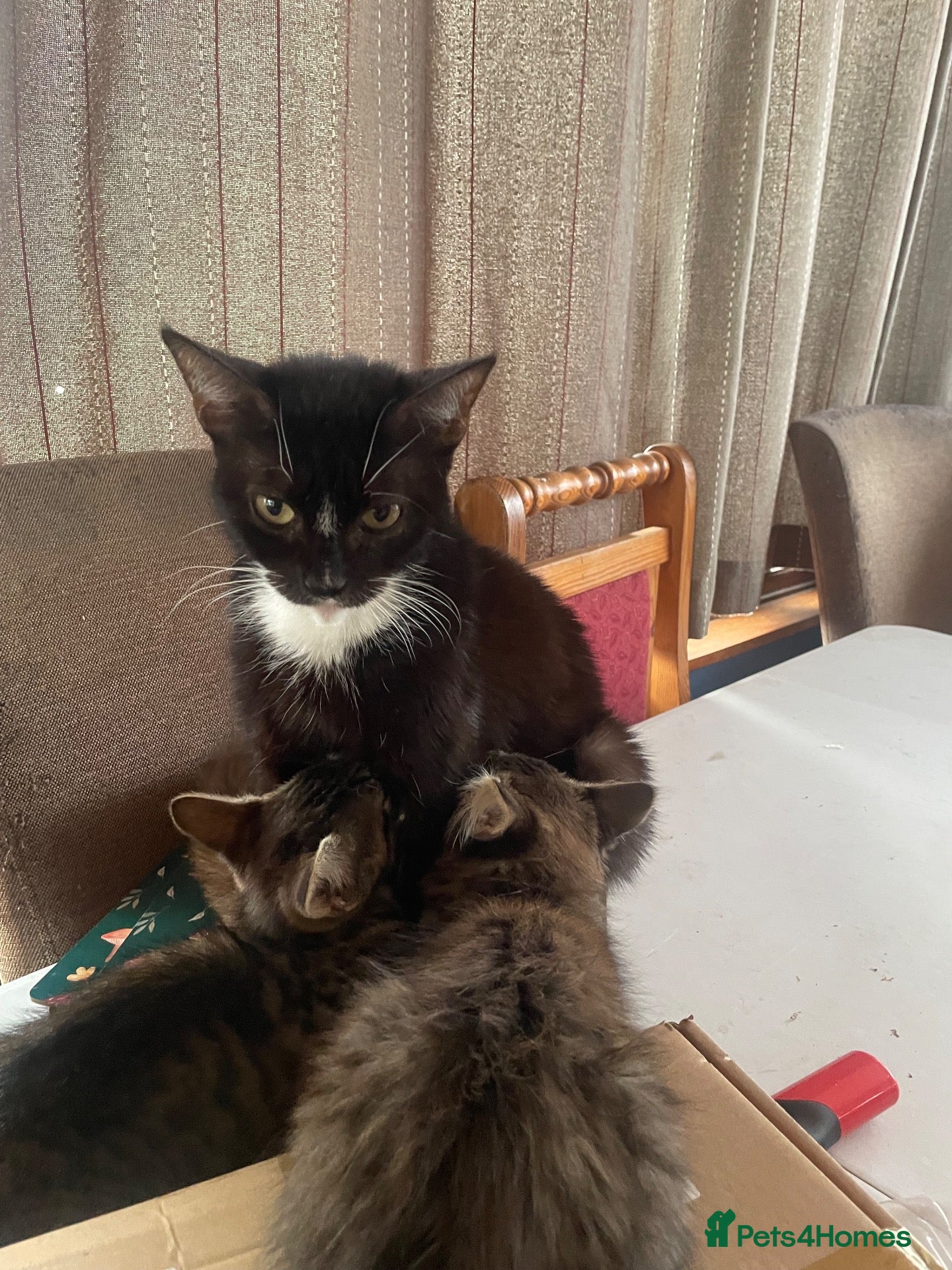 Maine Coon cats Playful, cuddly kittens  - Advert 6