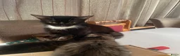 Maine Coon cats for sale: Playful, cuddly kittens  - Advert 1
