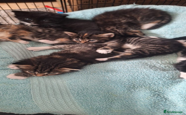 Norwegian Forest Cat cats - Advert 5