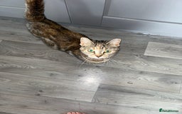 Sokoke cats for sale: Sokoke X tabby  - Image 7