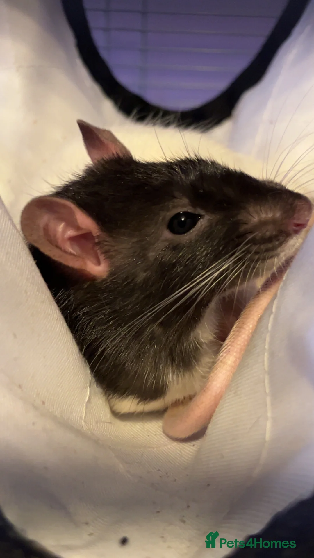 Rat rodents for sale: Rats for rehoming - Advert 6