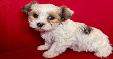 Yorkshire Terrier dogs - Advert 12