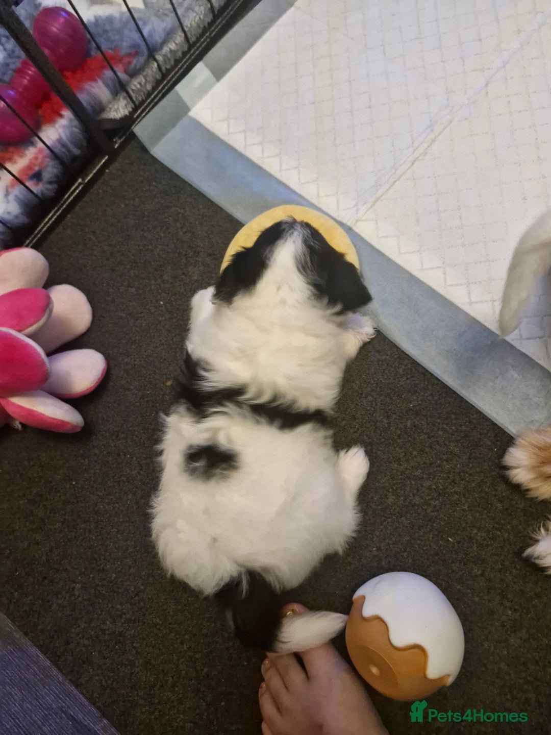 Mixed Breed dogs for sale: Stunning maltipoo x pug baby  - Advert 7