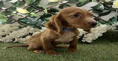 Cocker Spaniel dogs - Advert 11