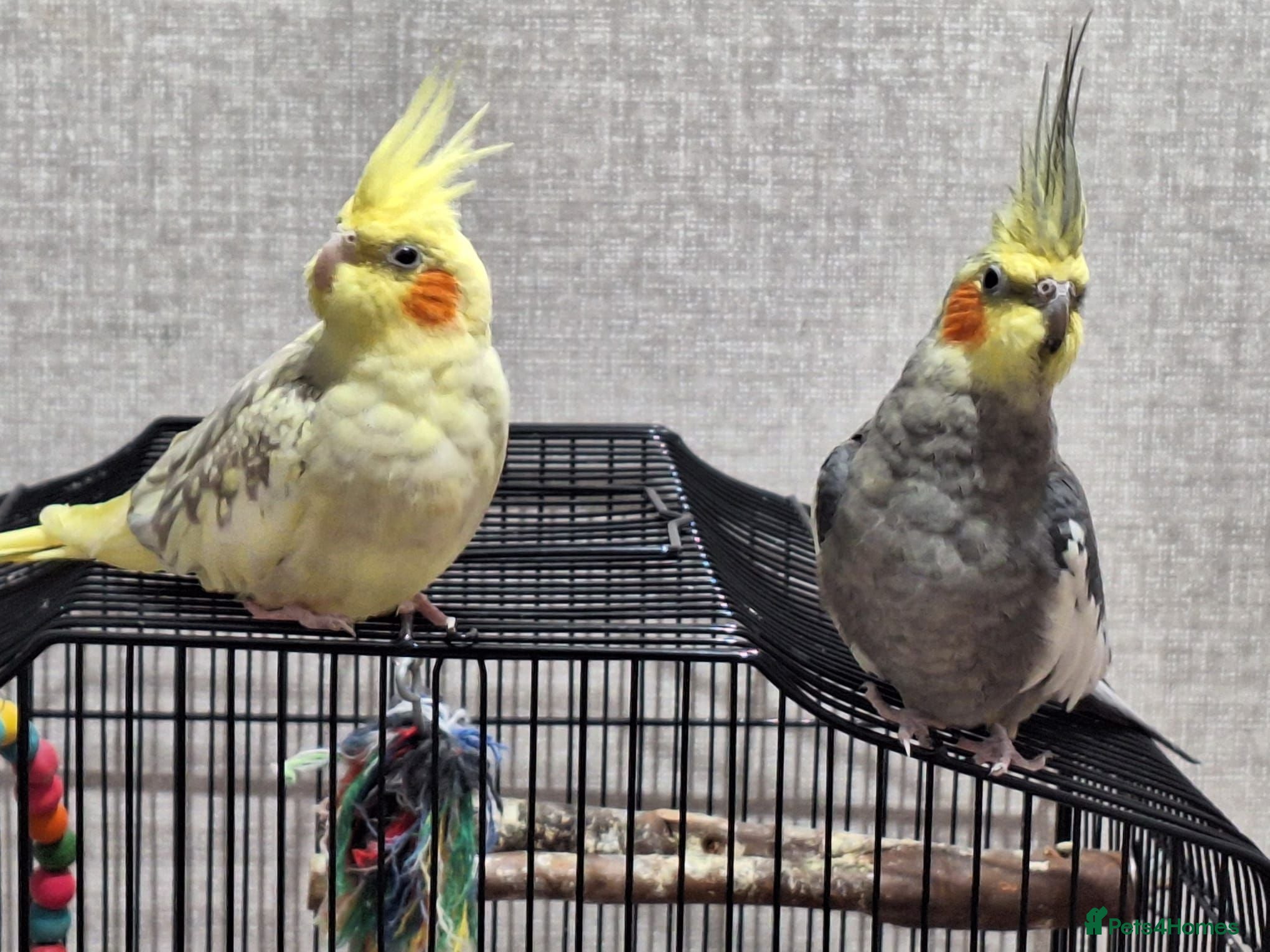 Cockatiels birds 2 cocktiels - Advert 7