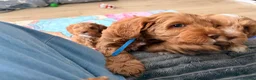 Australian Labradoodle dogs for sale: Australian Labradoodles Multigenerational  - Advert 3
