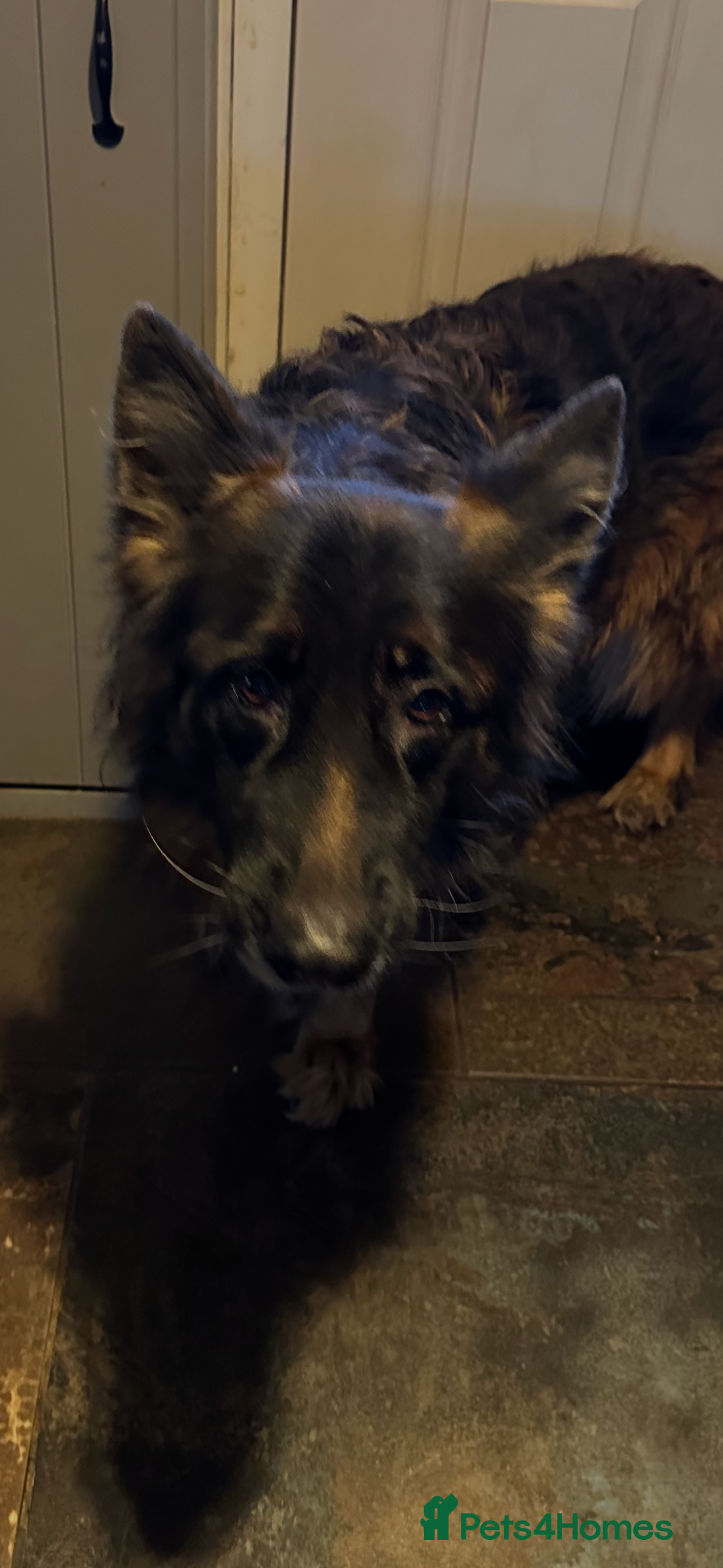 German Shepherd dogs for sale: Lovely Soft Natured Girl - Advert 1