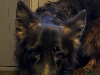 German Shepherd dogs Lovely Soft Natured Girl - Advert 4