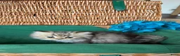 British Longhair cats for sale: Adorable British Shorthair Teddy Kittens - Advert 8