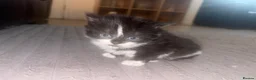 British Shorthair cats for sale: 1 beautiful kitten left - Advert 13