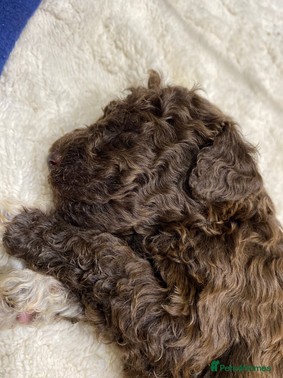 Lagotto Romagnolo dogs for sale: Lagotto Romagnolo puppies  - Advert 8